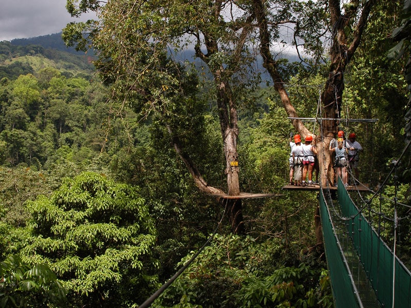 Canopy Safari