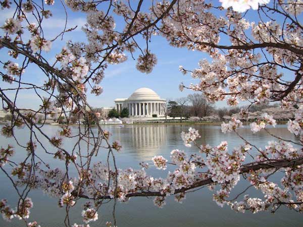 Washington, D.C.'s cherry blossoms