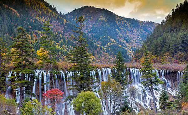 8 of the Most Amazing Forests on Earth