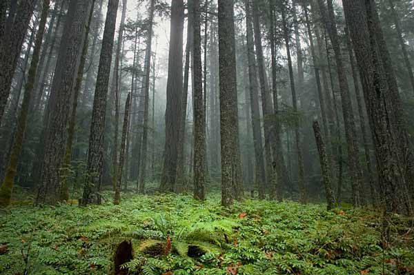 8 of the Most Amazing Forests on Earth