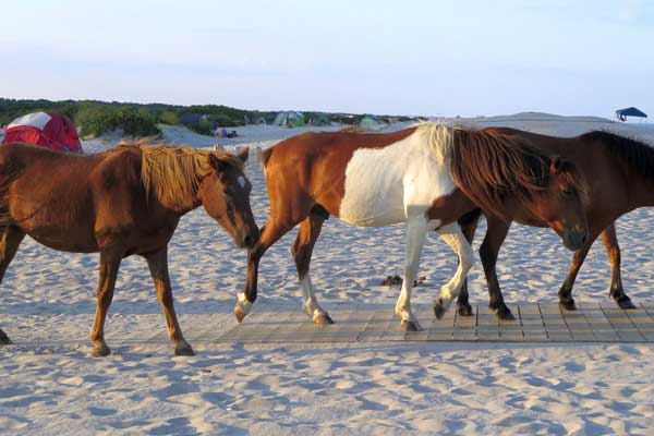 The Most Beautiful Beach Campsites in the USA