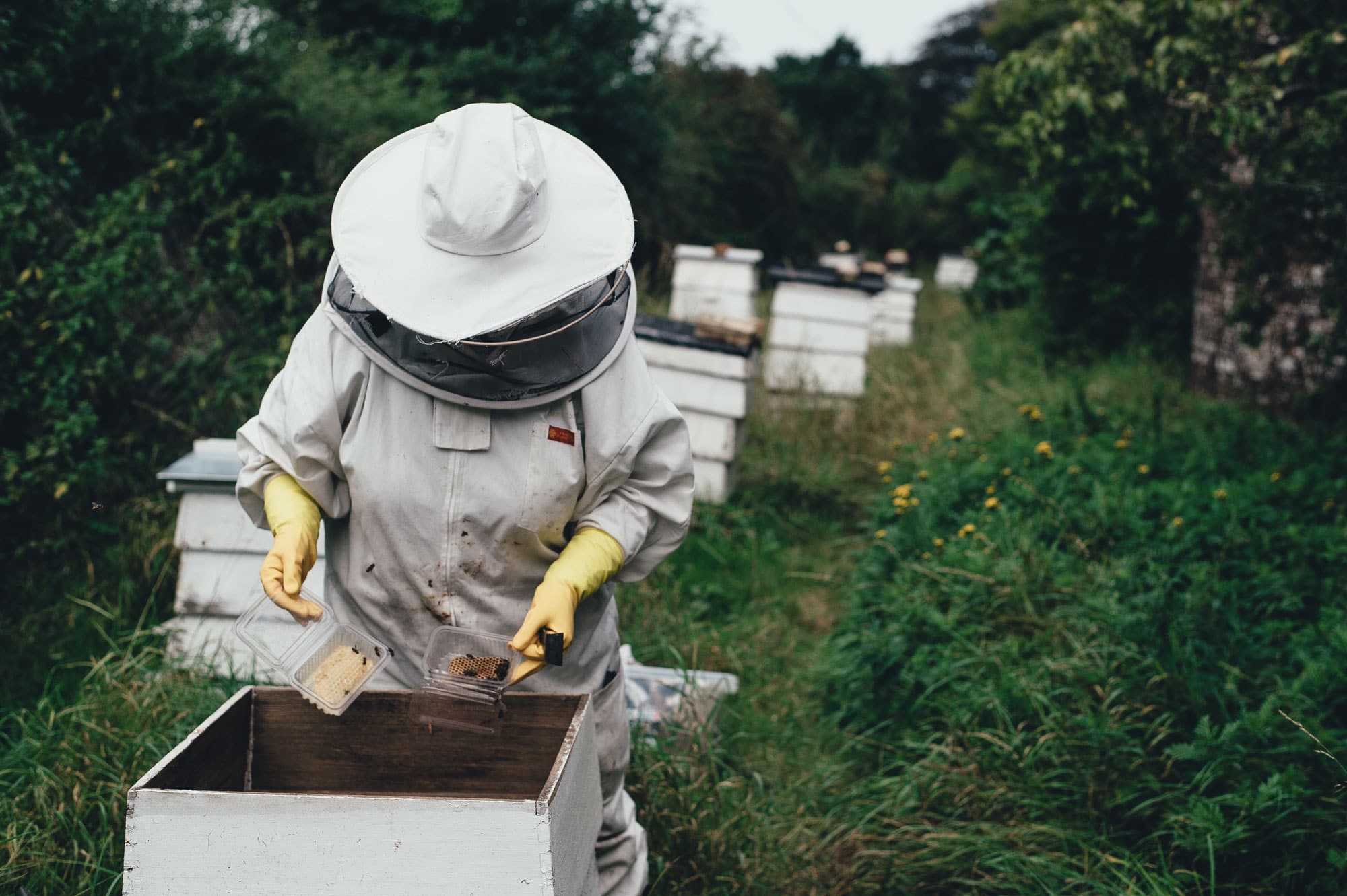 When I heard I was going to be a beekeeper for a day, I was scared out of my wits. Thankfully, beekeeper Ted Dennard gently guided me through the process.