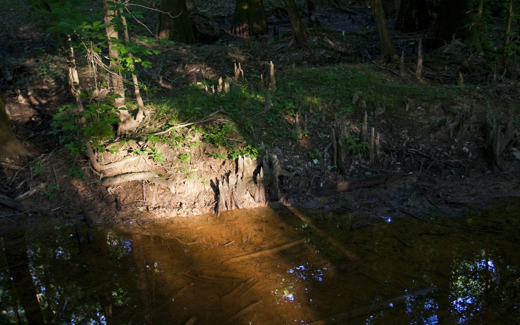 Fall in love with Congaree National Park