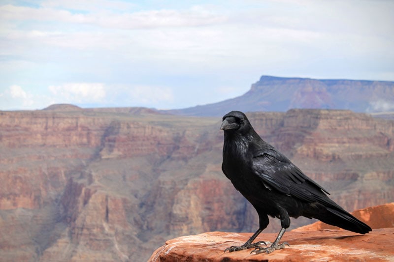An insider’s guide to the Grand Canyon