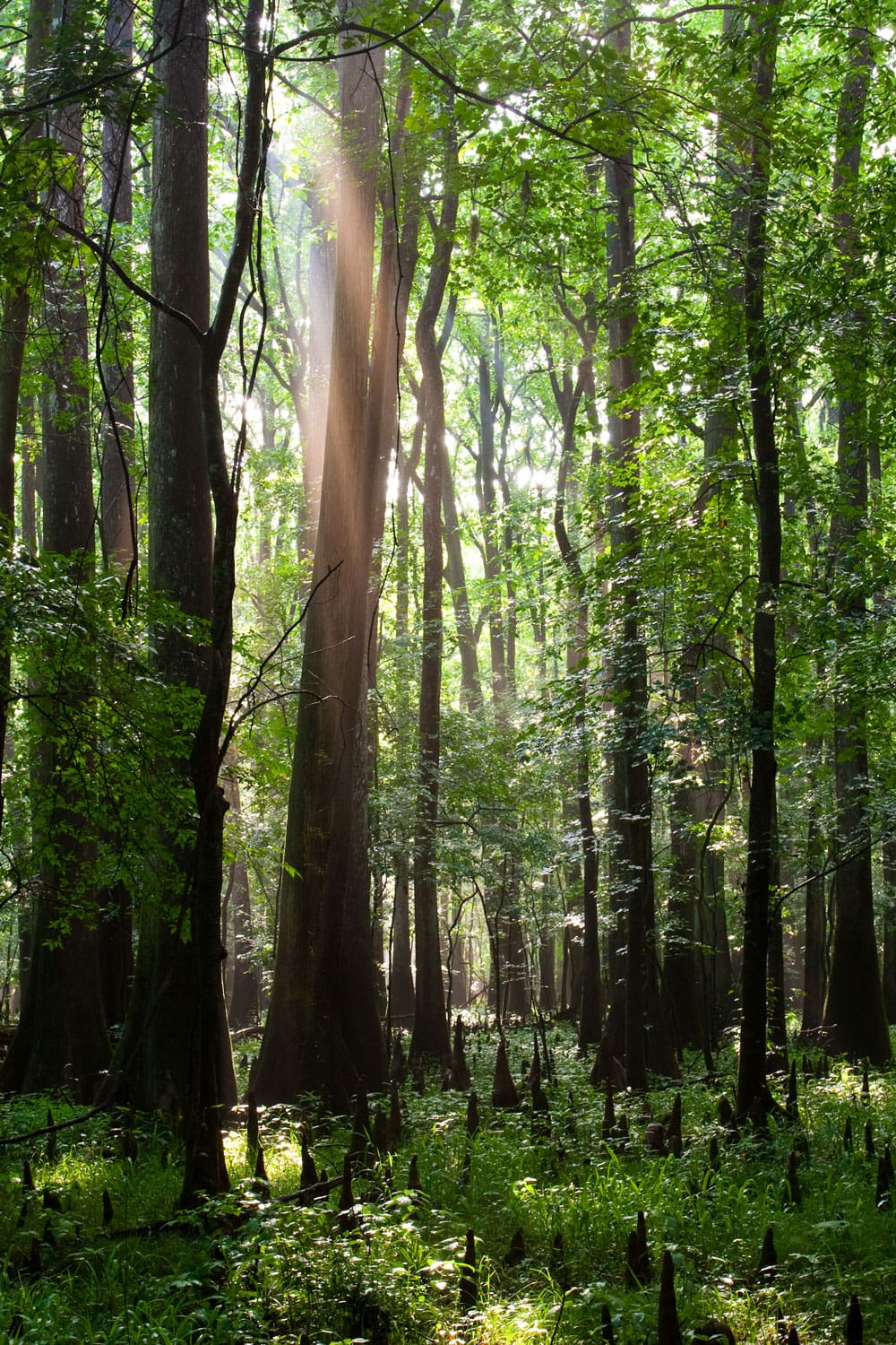 Love canoeing, kayaking and hiking? Here's why you should swipe right on South Carolina's Congaree National Park.