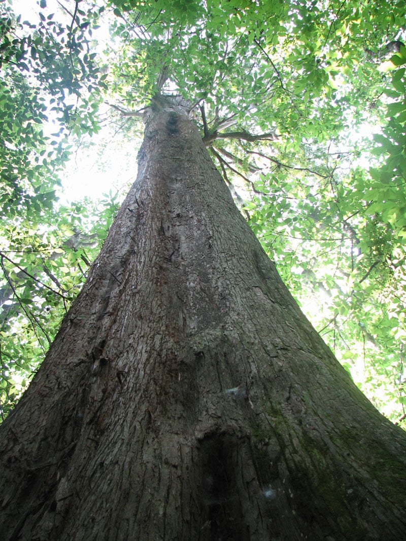 Love canoeing, kayaking and hiking? Here's why you should swipe right on South Carolina's Congaree National Park.
