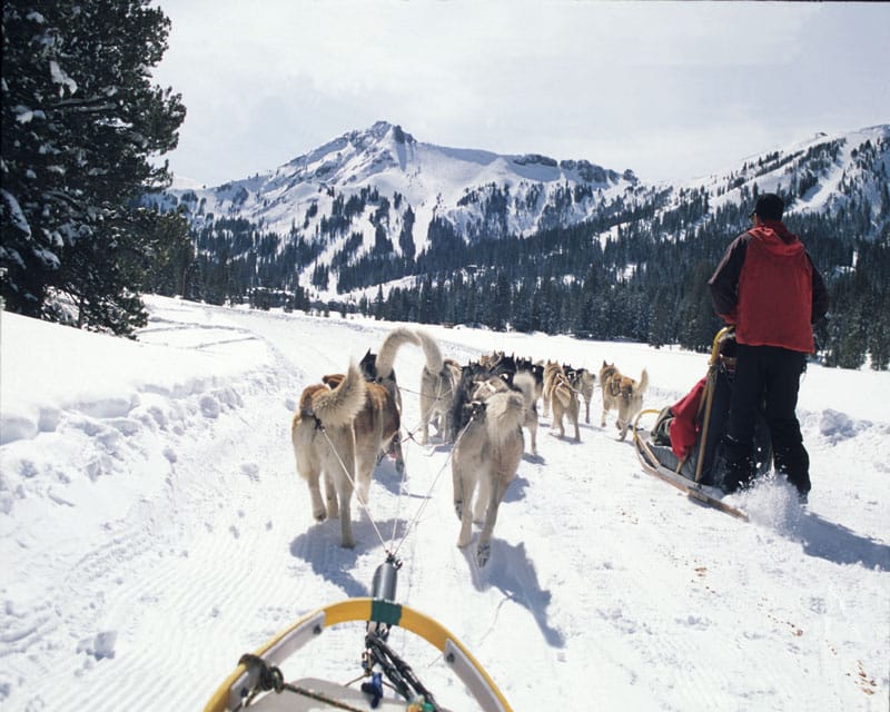 reno tahoe dogsledding