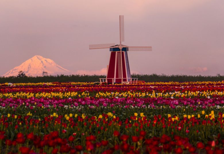 Mt Hood - Wooden show tulip farm