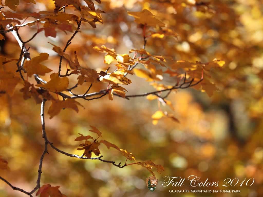 Why you need to visit Guadalupe Mountains National Park