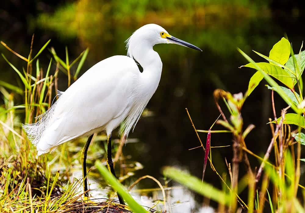 4 Epic North American Destinations for Wildlife