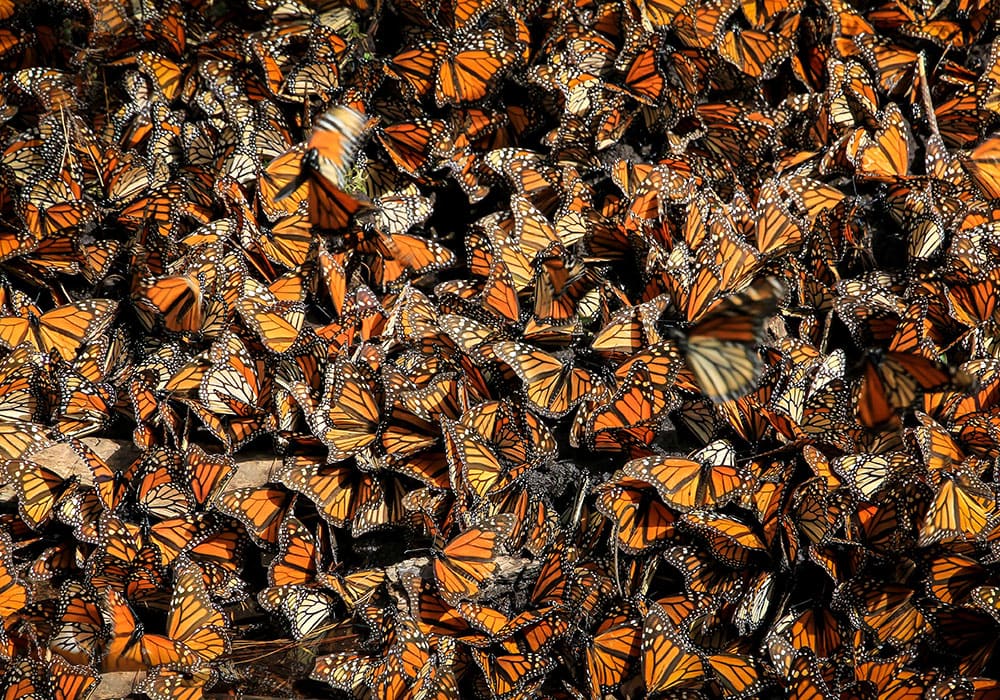 If you’re a wildlife lover, here’s a few epic adventures to consider.