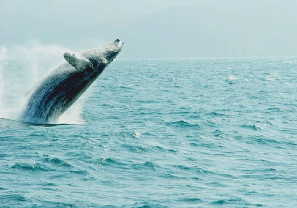 4 Epic North American Destinations for Wildlife