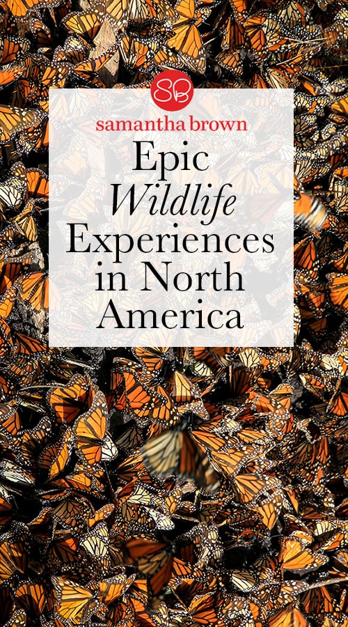 Many zoos are great and all, but there’s nothing quite like seeing an animal in its habitat. If you’re a wildlife lover, here’s a few epic adventures to consider. #monarchmigration #yellowstone #everglades #channelislands