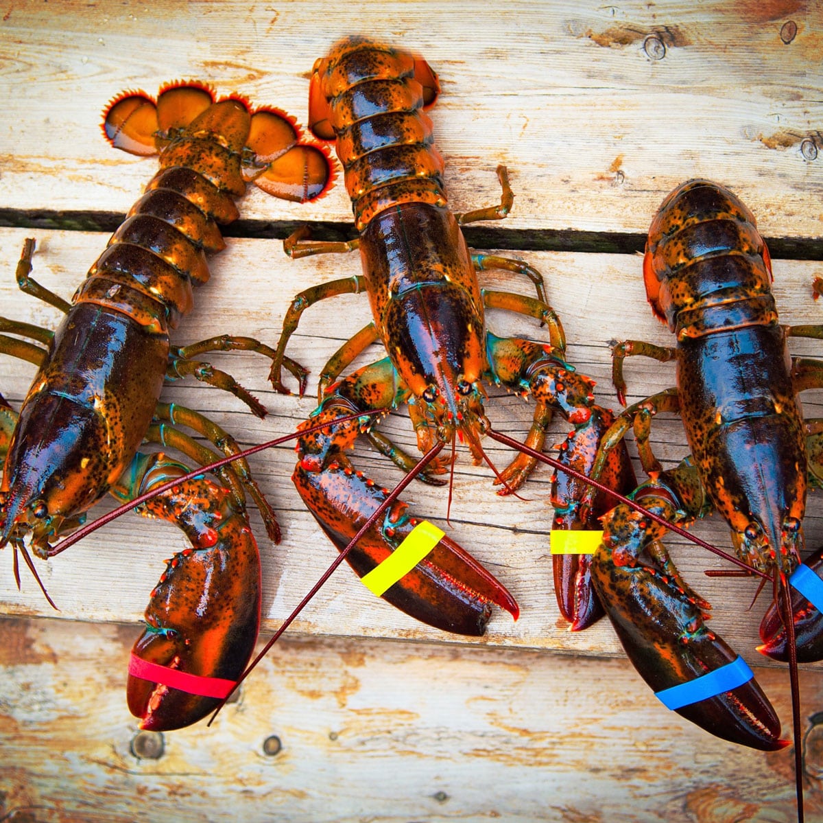 Maine Lobster