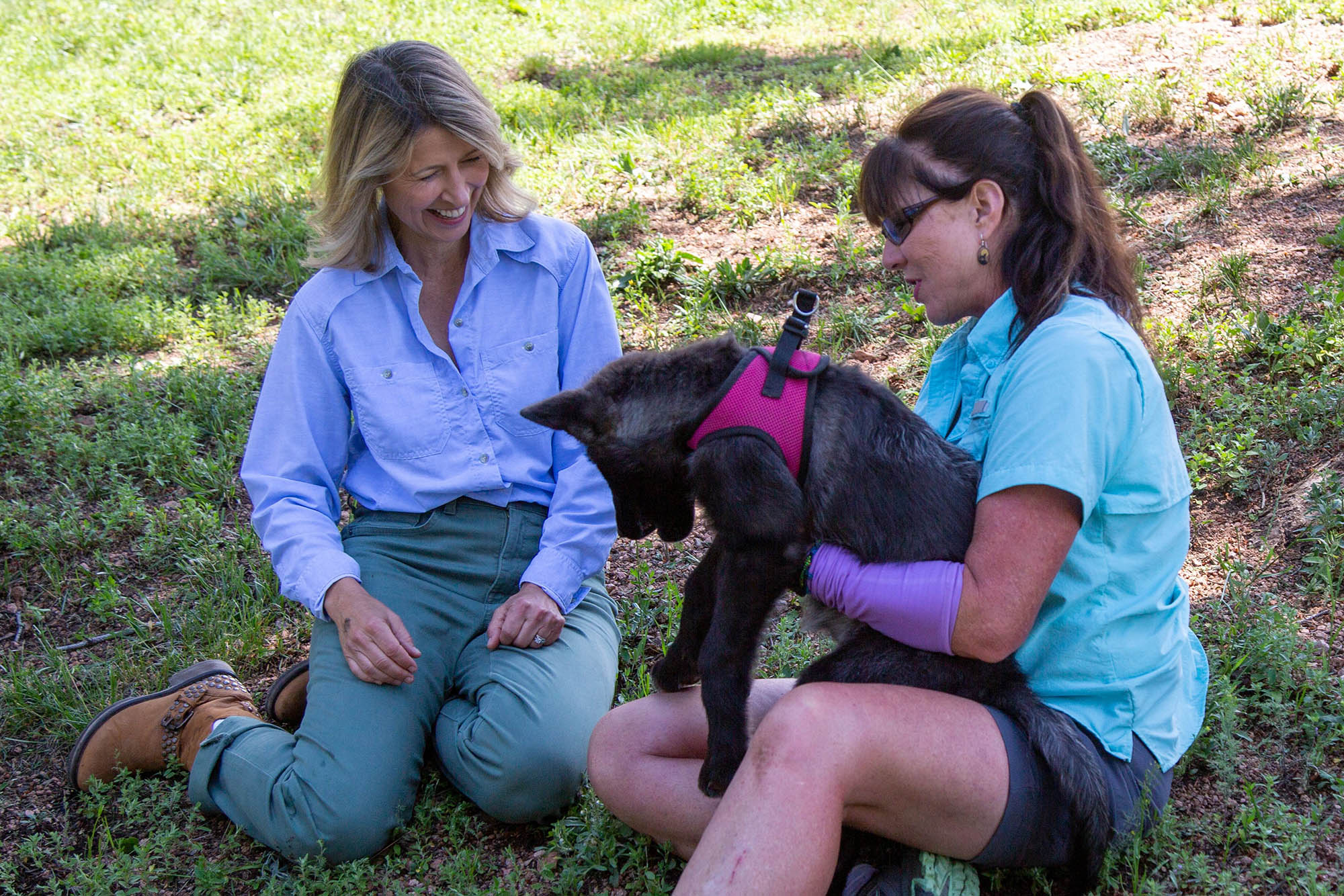 Colorado Wolf and Wildlife Center, Colorado Springs